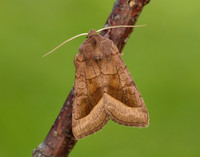 73.123 BF2361 Rosy Rustic Hydraecia micacea