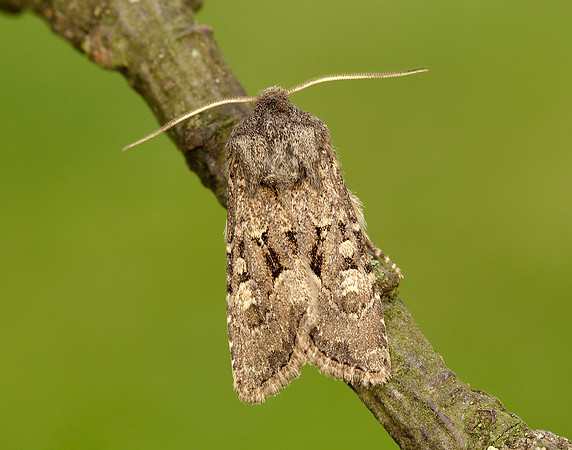 73.131 BF2353 Flounced Rustic Luperina testacea