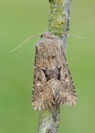 73.131 BF2353 Flounced Rustic Luperina testacea