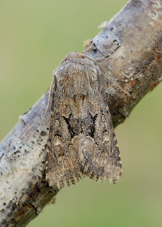 73.131 BF2353 Flounced Rustic Luperina testacea