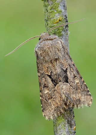 73.131 BF2353 Flounced Rustic Luperina testacea
