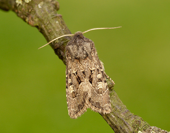 73.131 BF2353 Flounced Rustic Luperina testacea