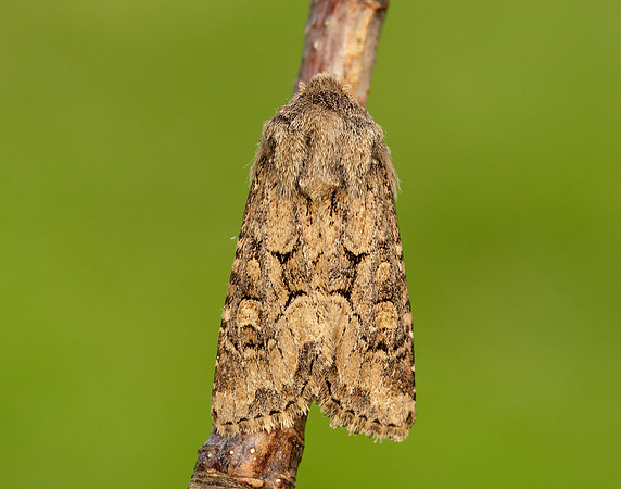 73.131 BF2353 Flounced Rustic Luperina testacea