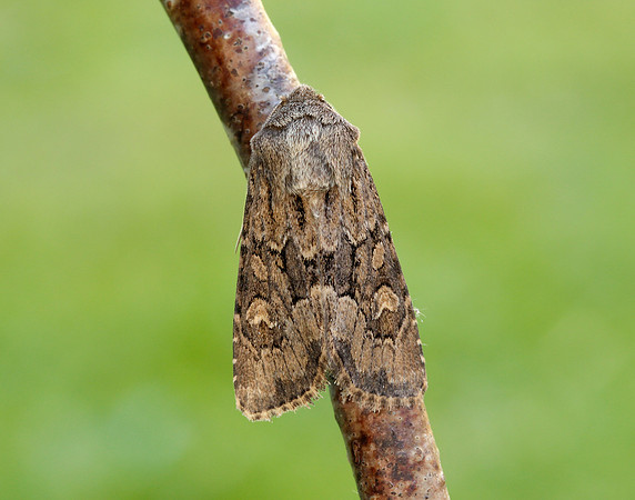 73.131 BF2353 Flounced Rustic Luperina testacea