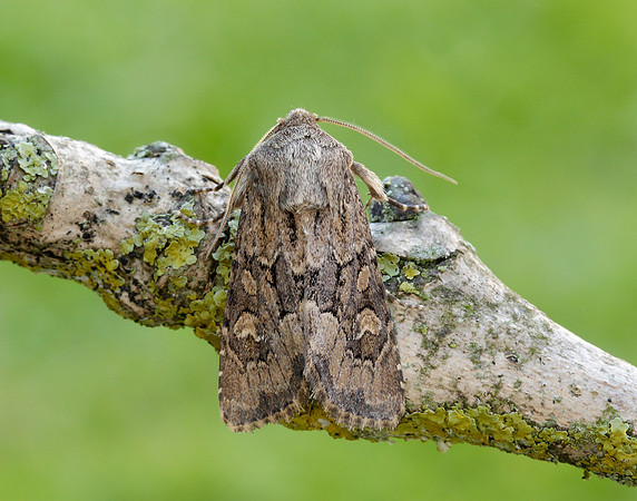 73.131 BF2353 Flounced Rustic Luperina testacea