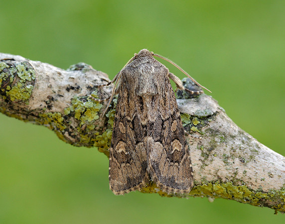 73.131 BF2353 Flounced Rustic Luperina testacea