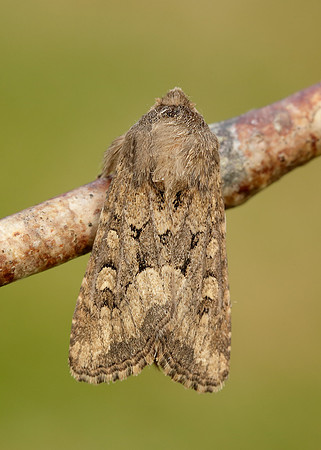 73.131 BF2353 Flounced Rustic Luperina testacea