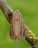 73.136 BF2369 Bulrush Wainscot Nonagria typhae