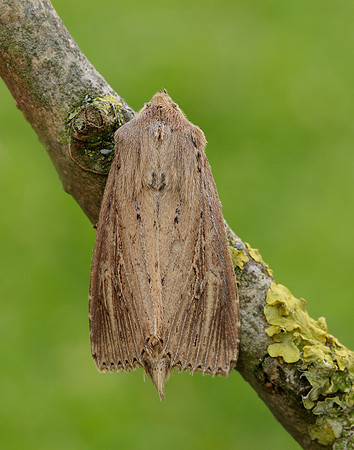 73.136 BF2369 Bulrush Wainscot Nonagria typhae
