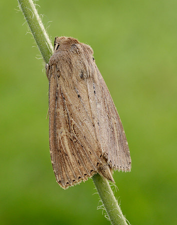 73.136 BF2369 Bulrush Wainscot Nonagria typhae