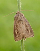 73.136 BF2369 Bulrush Wainscot Nonagria typhae