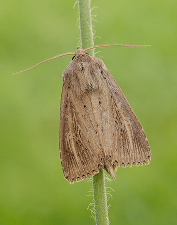 73.136 BF2369 Bulrush Wainscot Nonagria typhae