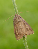 73.136 BF2369 Bulrush Wainscot Nonagria typhae