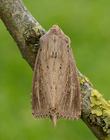 73.136 BF2369 Bulrush Wainscot Nonagria typhae