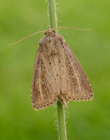 73.136 BF2369 Bulrush Wainscot Nonagria typhae