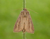 73.136 BF2369 Bulrush Wainscot Nonagria typhae