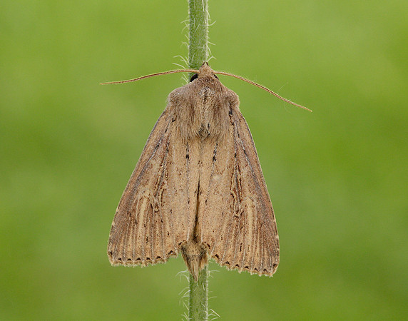 73.136 BF2369 Bulrush Wainscot Nonagria typhae