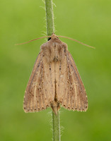 73.136 BF2369 Bulrush Wainscot Nonagria typhae