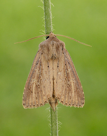 73.136 BF2369 Bulrush Wainscot Nonagria typhae