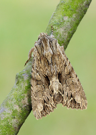 73.162 BF2321 Dark Arches Apamea monoglypha