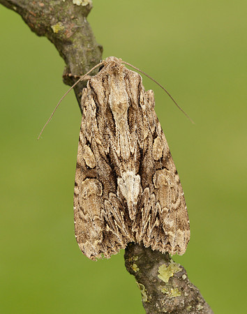 73.162 BF2321 Dark Arches Apamea monoglypha