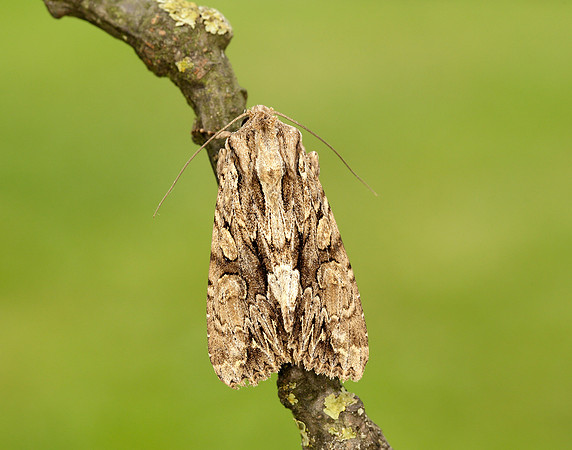 73.162 BF2321 Dark Arches Apamea monoglypha
