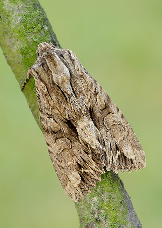 73.162 BF2321 Dark Arches Apamea monoglypha