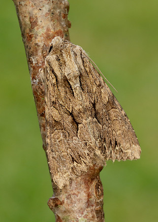 73.162 BF2321 Dark Arches Apamea monoglypha