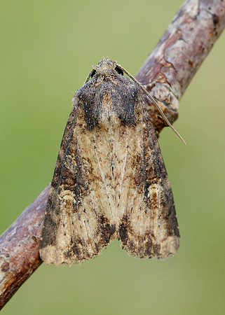 73.169 BF2343 Common Rustic Mesapamea secalis