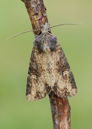 73.169 BF2343 Common Rustic Mesapamea secalis