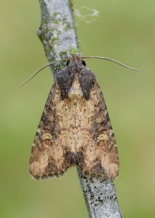 73.169 BF2343 Common Rustic Mesapamea secalis