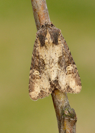 73.169 BF2343 Common Rustic Mesapamea secalis