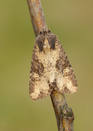 73.169 BF2343 Common Rustic Mesapamea secalis
