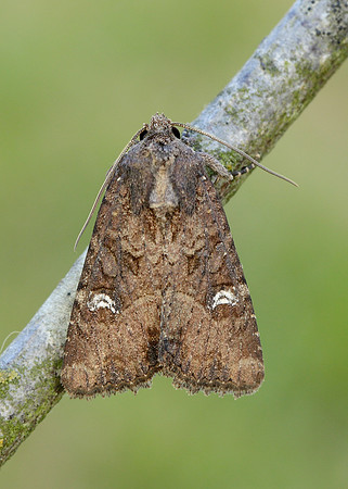 73.169 BF2343 Common Rustic Mesapamea secalis