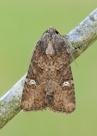 73.169 BF2343 Common Rustic Mesapamea secalis