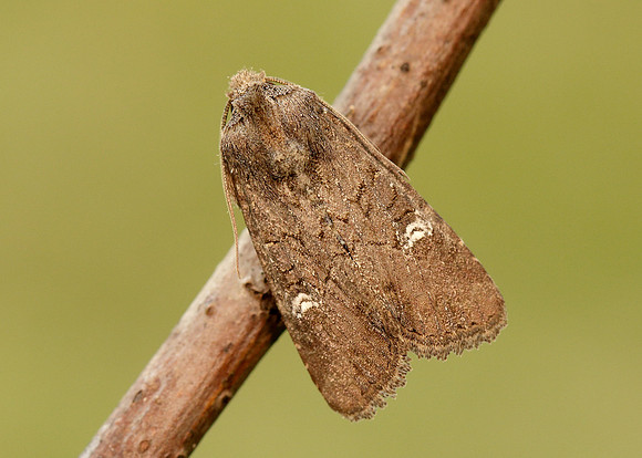 73.169 BF2343 Common Rustic Mesapamea secalis