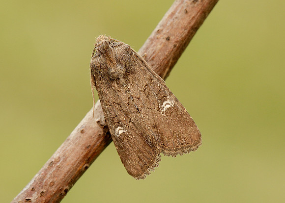 73.169 BF2343 Common Rustic Mesapamea secalis