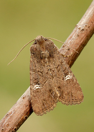 73.169 BF2343 Common Rustic Mesapamea secalis