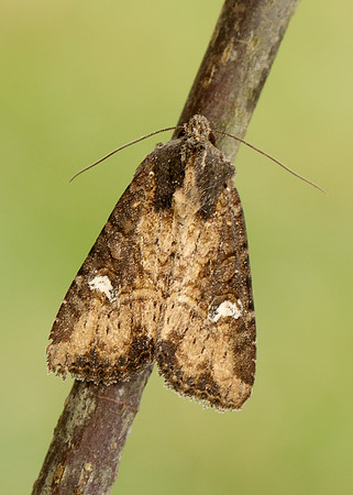 73.169 BF2343 Common Rustic Mesapamea secalis