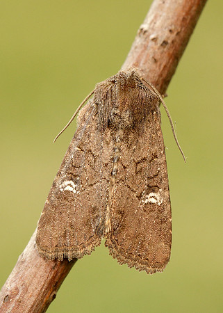 73.169 BF2343 Common Rustic Mesapamea secalis