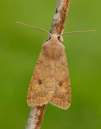 73.192 BF2262 Brick Agrochola circellaris