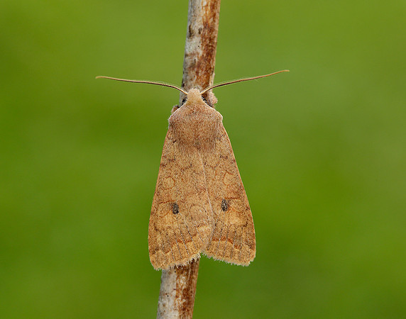 73.192 BF2262 Brick Agrochola circellaris