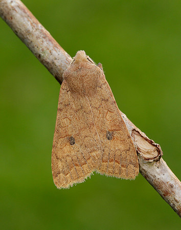 73.192 BF2262 Brick Agrochola circellaris