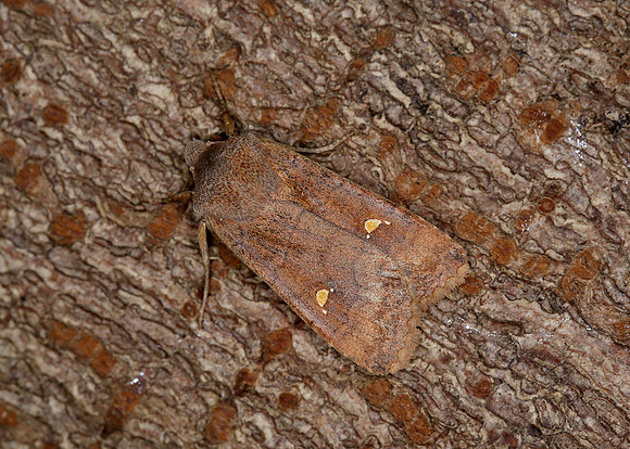 73.210 BF2256 Satellite Eupsilia transversa