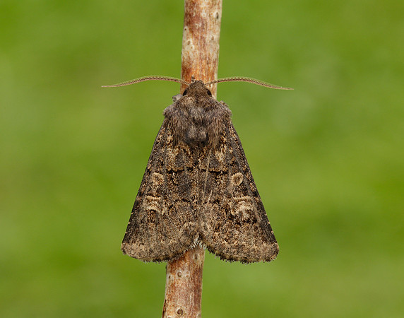 73.252 BF2177 Hedge Rustic Tholera cespitis