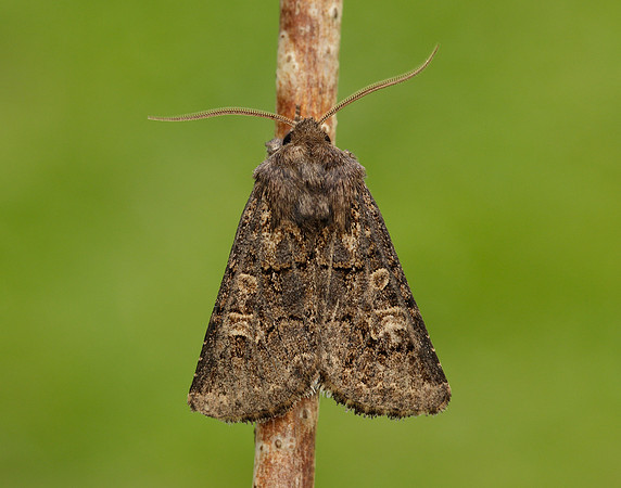 73.252 BF2177 Hedge Rustic Tholera cespitis