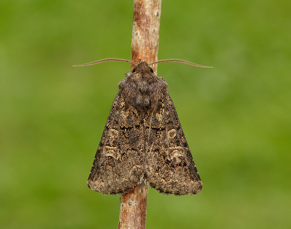 73.252 BF2177 Hedge Rustic Tholera cespitis