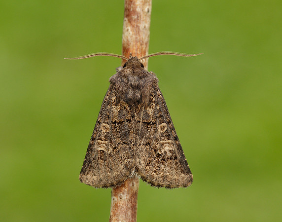 73.252 BF2177 Hedge Rustic Tholera cespitis