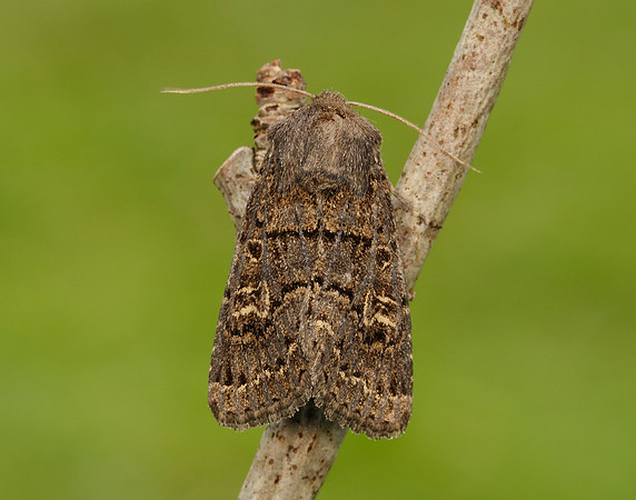 73.252 BF2177 Hedge Rustic Tholera cespitis