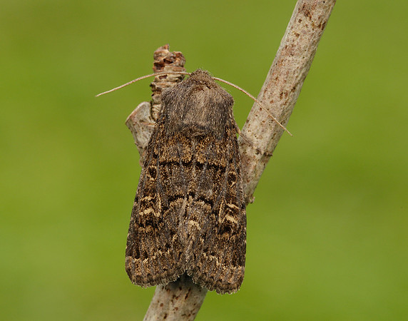 73.252 BF2177 Hedge Rustic Tholera cespitis